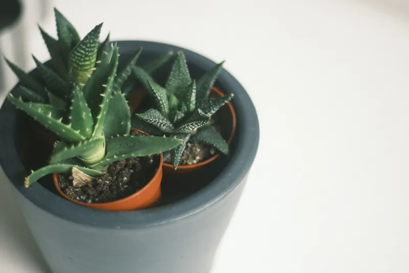 Treat Your Website Like a Houseplant, Not a Firework